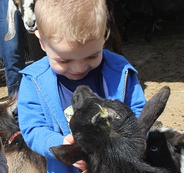 PA Traveling Petting Zoo